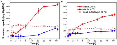 Effect of Temperature and Cell Viability on Uranium Biomineralization by the Uranium Mine Isolate Penicillium simplicissimum